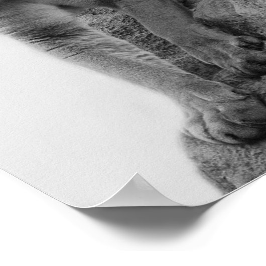 Bergleeuw in zwart-wit poster (Hoek)