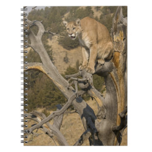 Bergleeuw, ook bekend als poema, cougar; Puma conc Notitieboek