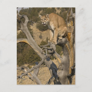 Bergleeuw, ook wel poema, cougar; Puma concolor, 2 Briefkaart