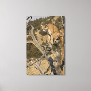 Bergleeuw, ook wel poema, cougar; Puma concolor, 2 Canvas Afdruk