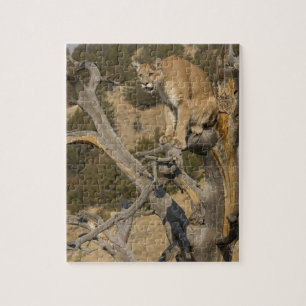 Bergleeuw, ook wel poema, cougar; Puma concolor, 2 Legpuzzel