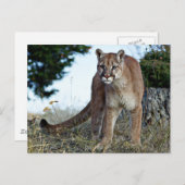 Bergleeuw op de berg briefkaart (Voorkant / Achterkant)