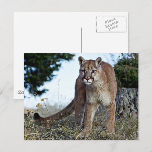 Bergleeuw op de berg briefkaart (Voorkant / Achterkant)