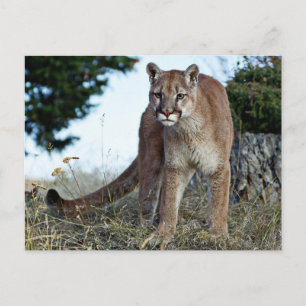 Bergleeuw op de berg briefkaart