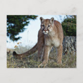 Bergleeuw op de berg briefkaart (Voorkant)