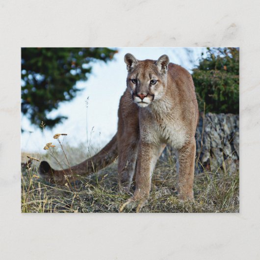 Bergleeuw op de berg briefkaart (Voorkant)