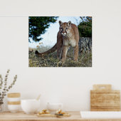 Bergleeuw op de berg poster (Keuken)