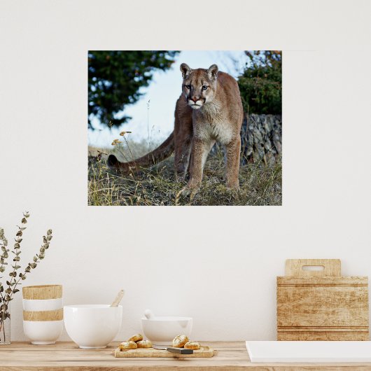 Bergleeuw op de berg poster (Keuken)