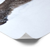 Bergleeuw op de Prowl Poster (Hoek)