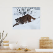 Bergleeuw op de Prowl Poster (Keuken)