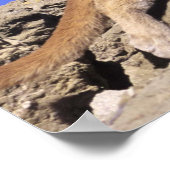 Bergleeuw op de Stalk Print (Hoek)