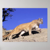 Bergleeuw op de Stalk Print (Voorkant)