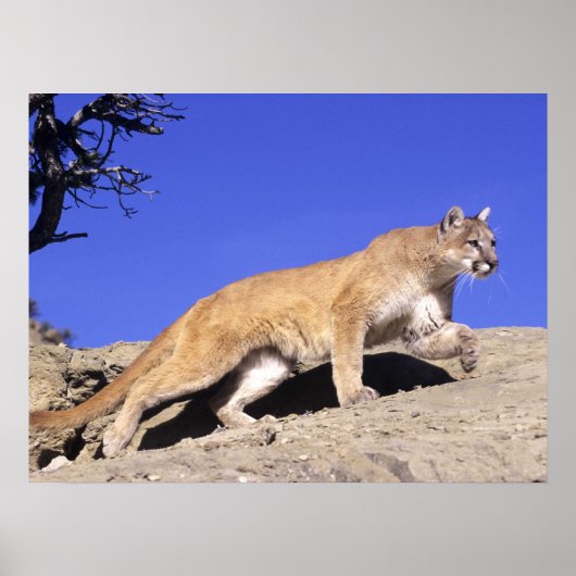 Bergleeuw op de Stalk Print (Voorkant)