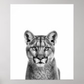 Bergleeuw Puma Grote Katachtige Zwart Wit Poster (Voorkant)