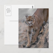 Bergleeuw rotsklimmen briefkaart (Voorkant / Achterkant)
