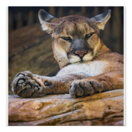 Bergleeuw-wildlife-wandkunst-foto-natuurprint Perfect Poster