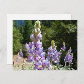 Berglupinen in Yosemite (Voorkant / Achterkant)