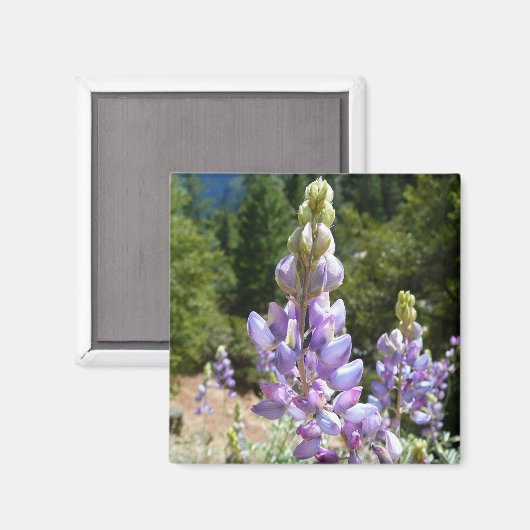 Berglupinen in Yosemite Magneet (Voorkant / Achterkant)