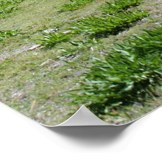 Bergmeer, Canoe Path Poster (Hoek)