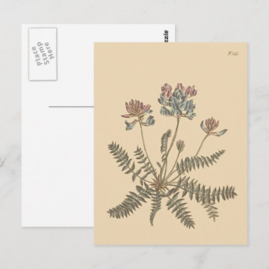 Bergmelk — Botanische illustratie Briefkaart (Voorkant / Achterkant)