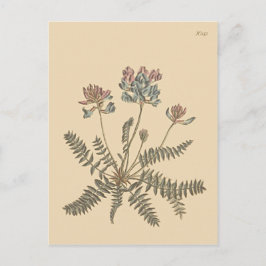 Bergmelk — Botanische illustratie Briefkaart