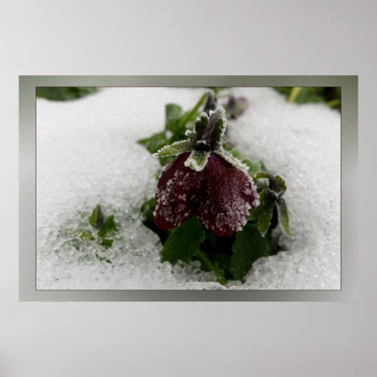 Bergpansie Poster (Voorkant)