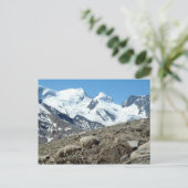 Bergschapen in de Zwitserse Alpen - Briefkaart (Staand voorkant)