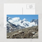Bergschapen in de Zwitserse Alpen - Briefkaart (Voorkant / Achterkant)