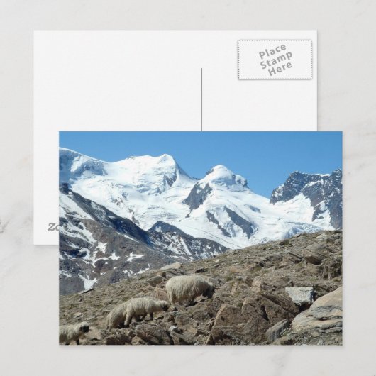 Bergschapen in de Zwitserse Alpen - Briefkaart (Voorkant / Achterkant)