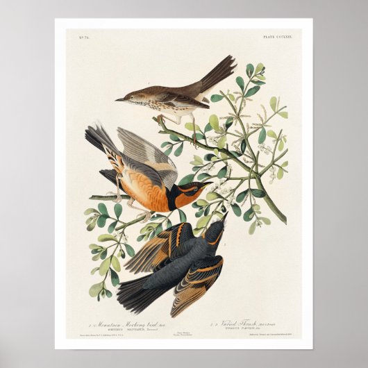 Bergtrekvogel en gevarieerd spruitstuk van Audubon Poster (Voorkant)
