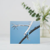 Bergvogel Briefkaart (Staand voorkant)