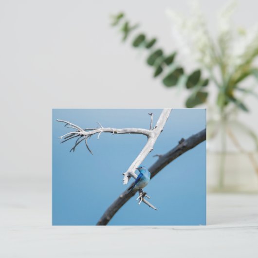 Bergvogel Briefkaart (Staand voorkant)