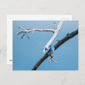 Bergvogel Briefkaart (Voorkant / Achterkant)