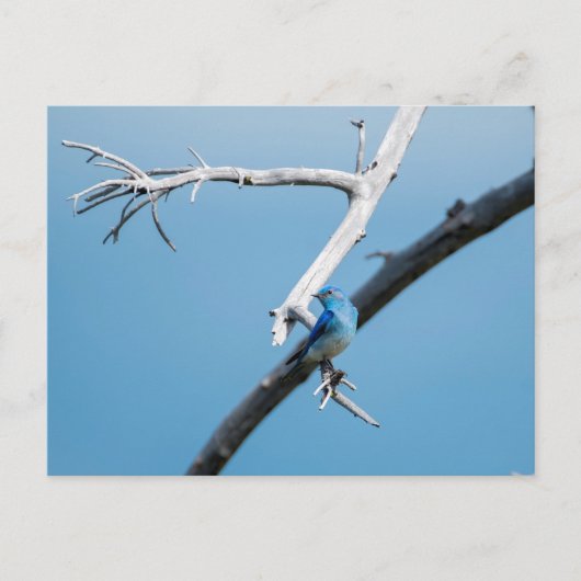 Bergvogel Briefkaart (Voorkant)