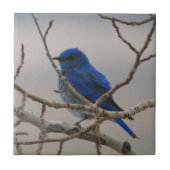 Bergvogel Tegeltje (Voorkant)