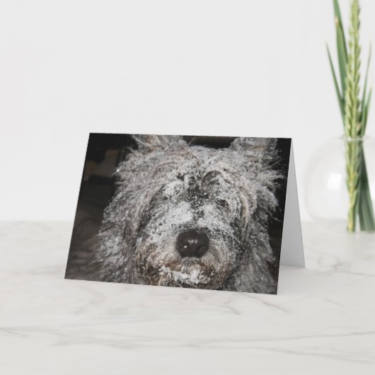 Berijpte Steenhoop Feestdagen Kaart (Voorkant)