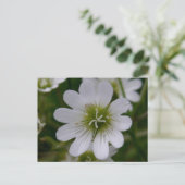 Bering Chickweed Blossom, Unalaska Island Briefkaart (Staand voorkant)