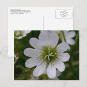 Bering Chickweed Blossom, Unalaska Island Briefkaart (Voorkant / Achterkant)