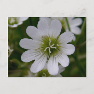 Bering Chickweed Blossom, Unalaska Island Briefkaart