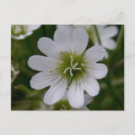 Bering Chickweed Blossom, Unalaska Island Briefkaart (Voorkant)