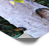 Berk Boom Gezicht Natuur Poster (Hoek)