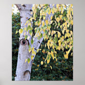Berk Boom Gezicht Natuur Poster (Voorkant)