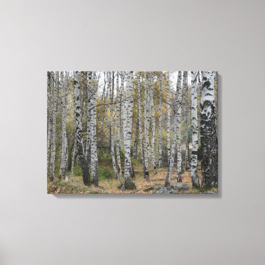 berk bos herfst foto single canvas afdruk (Voorkant)