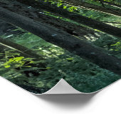 Berk- en beukenbomen met Redwood Tree Poster (Hoek)