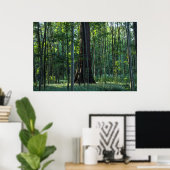 Berk en beukenbomen met reuzensequoia poster (Thuiskantoor)
