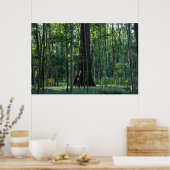 Berk en beukenbomen met reuzensequoia poster (Keuken)