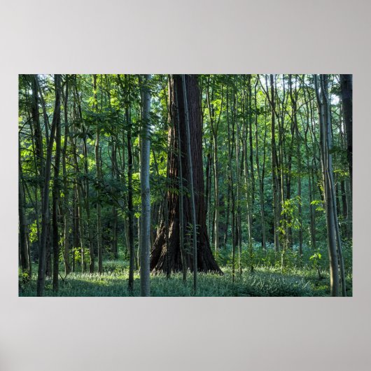 Berk en beukenbomen met reuzensequoia poster (Voorkant)