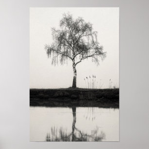 Berkboom bij een rustige vijver zwart-wit poster