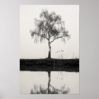 Berkboom bij een rustige vijver zwart-wit poster