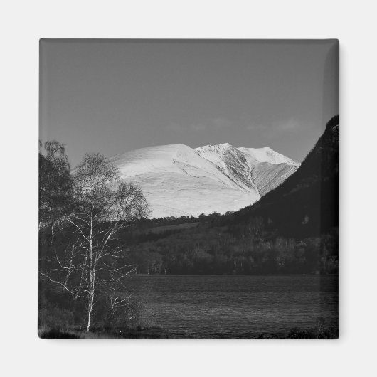 Berkboom en Blencathra-magneet Magneet (Voorkant)